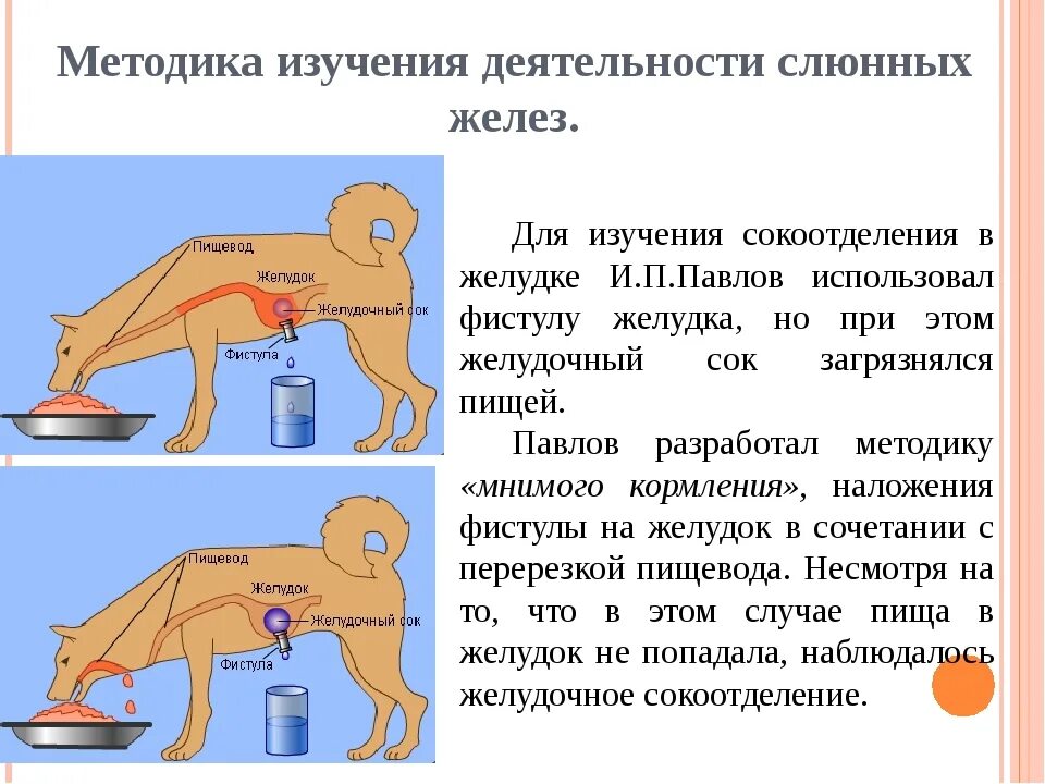 Рефлекс собаки Павлова кратко. Описать опыты Павлова на собаках. Опыт Павлова фистульная собачка.