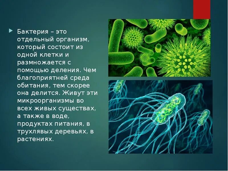 B 1 клетки