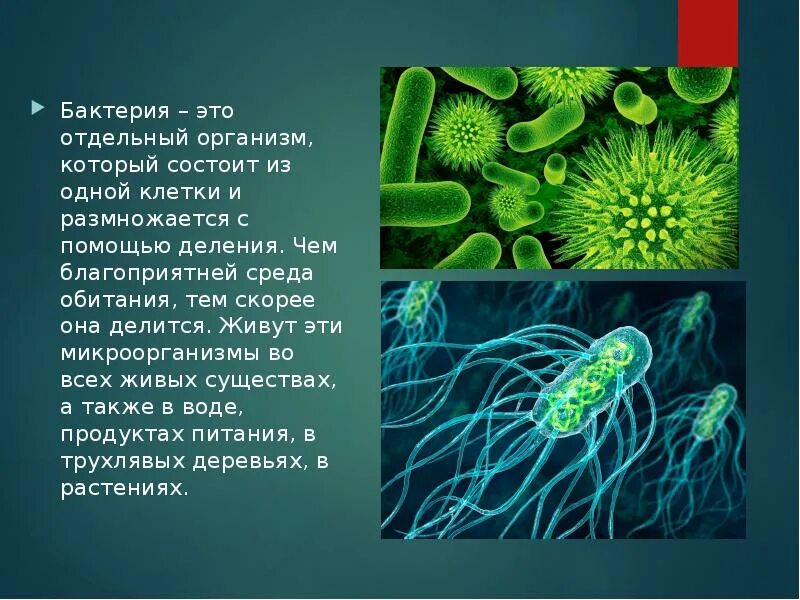 Вирусы грибы растения объединены общим признаком. Доклад о бактериях. Одноклеточные микроорганизмы. Доклад по бактериям. Бактерии презентация.