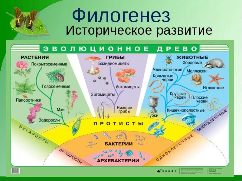 1 филогенез. Древо эволюции живых организмов. Эволюционное Древо растений и животных. Эволюционное дерево.