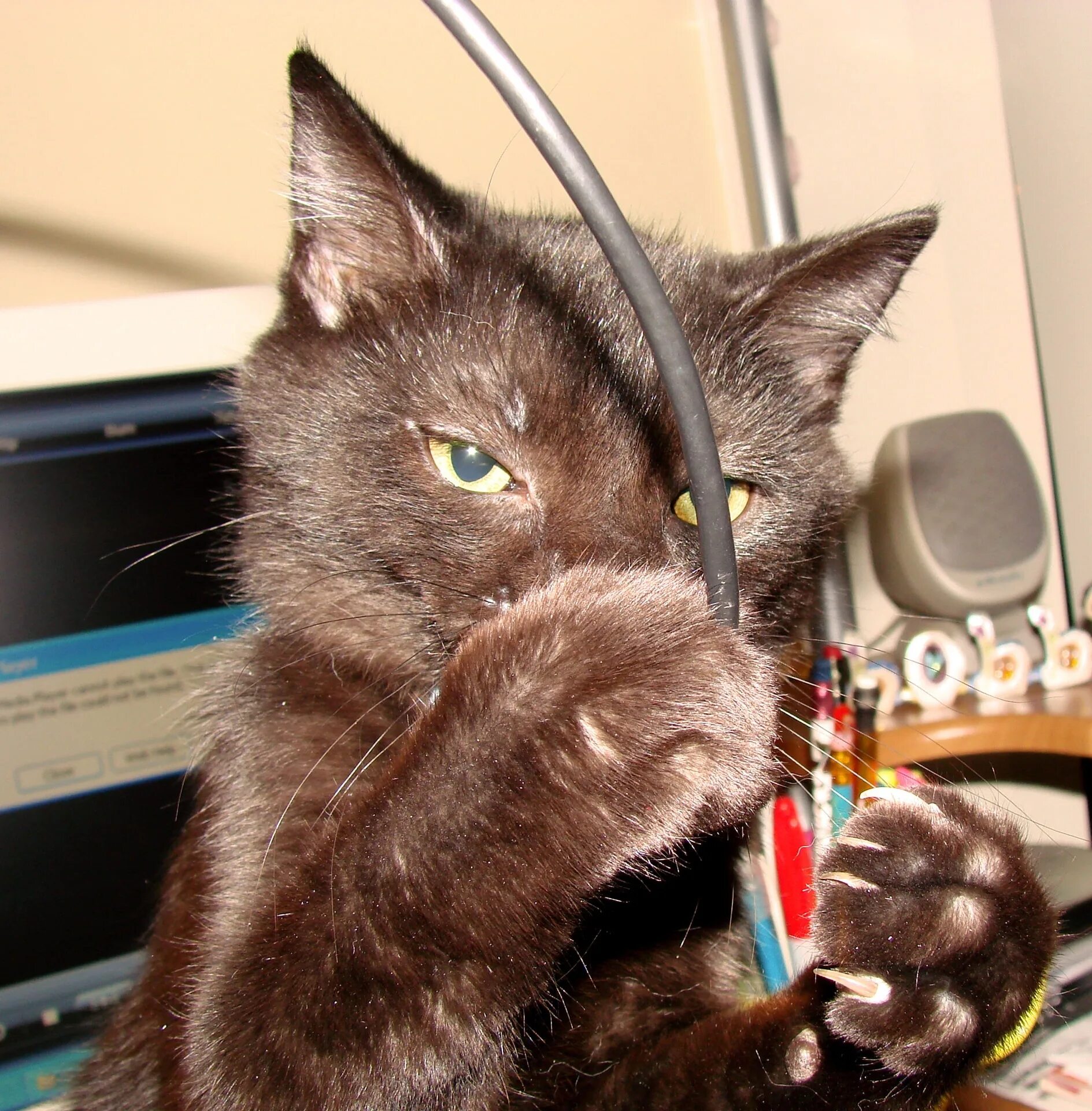 Кот в проводах. Кот с проводами. Кот грызет. Кошка с электропроводами.