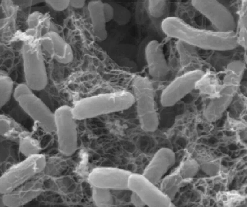 Биопленка Escherichia coli. Биопленка микроорганизмов. Биопленки псевдомонады. Биопленка микробиология. Кишечная палочка половым