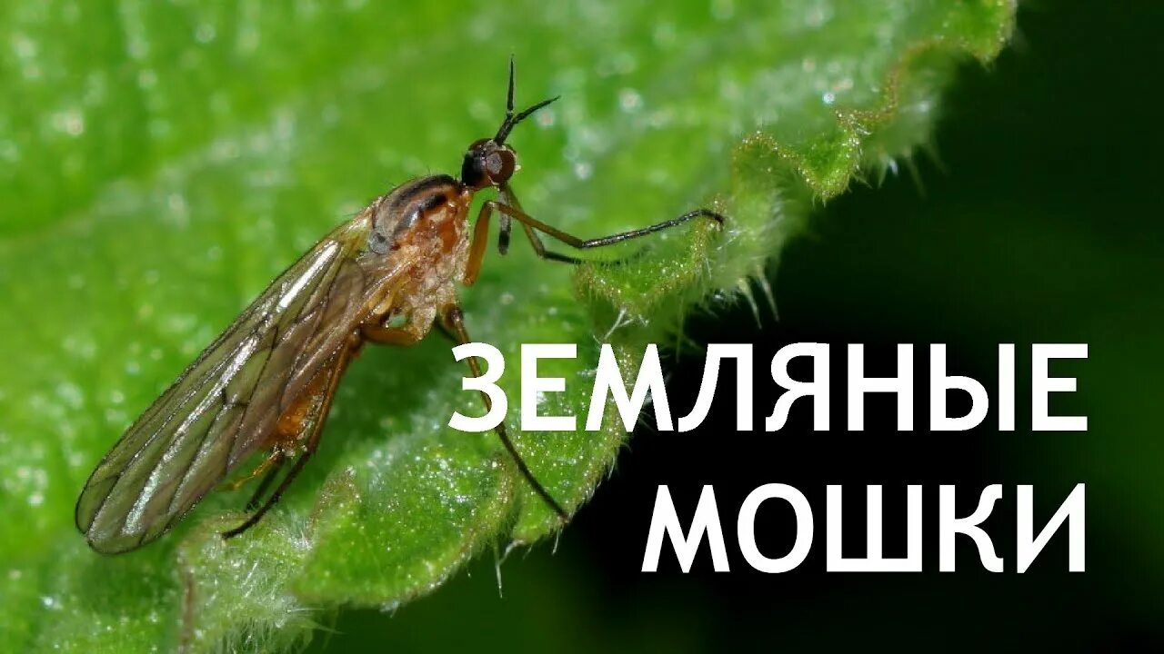 Земляная мушка. Земляная мошка. От земляных мошек. Земляные мошки фото. Земляная мошка в рассаде.