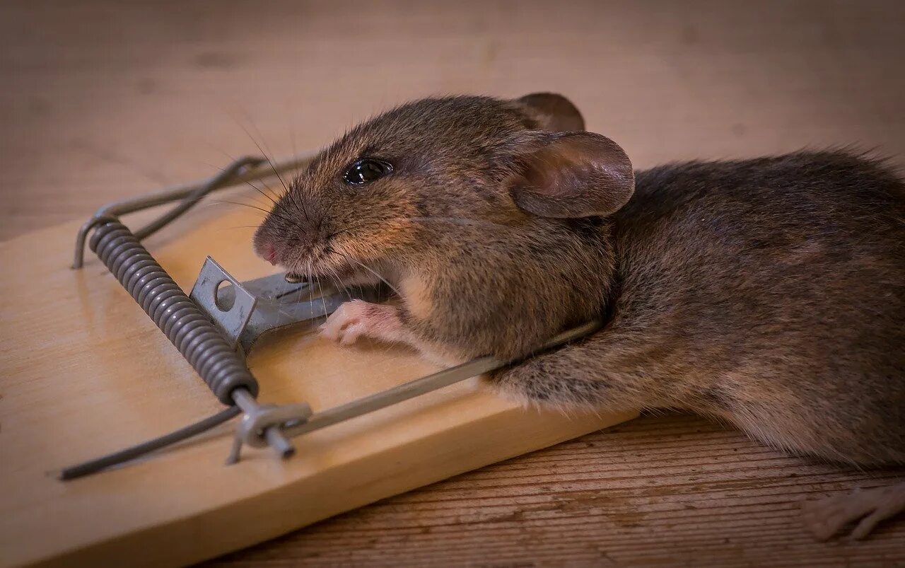 Время мышах. Мышь. Мышь в мышеловке. Мышка животное.