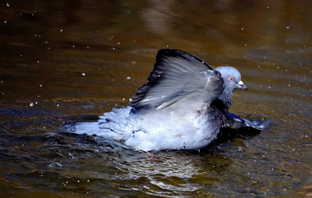Голубь пьет. Голубь пьет. Голубь в воде. Голуби пьют воду. Птицы на улице.