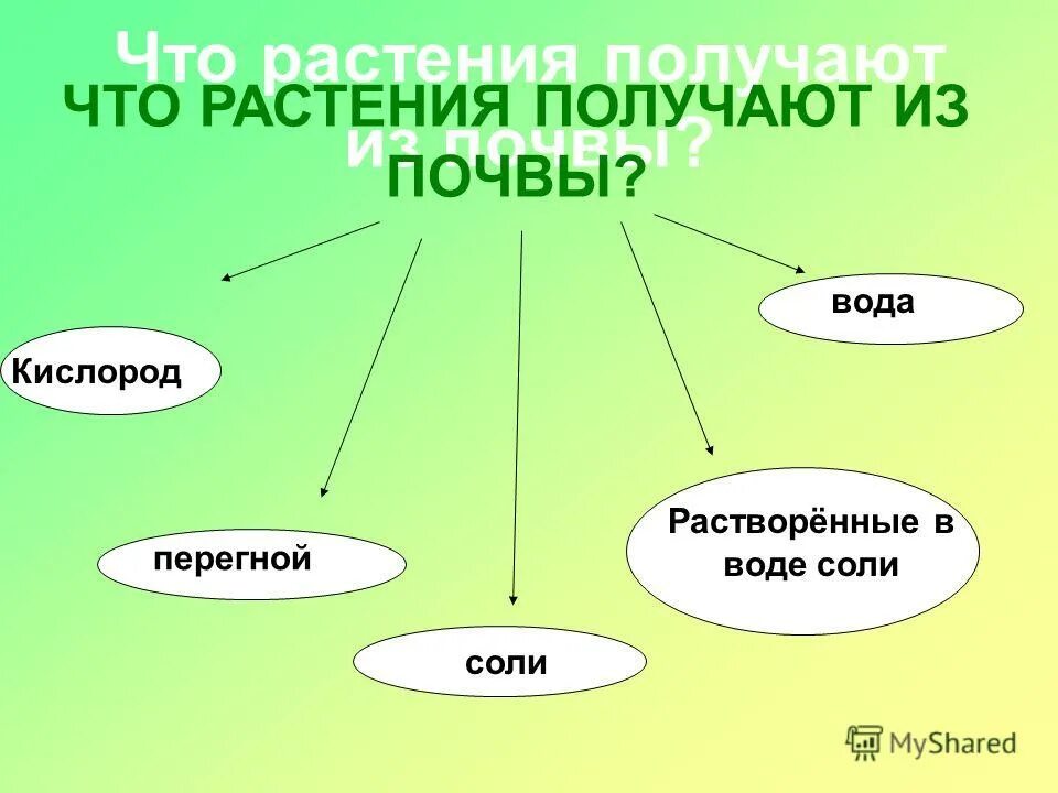 Человек получает от растений