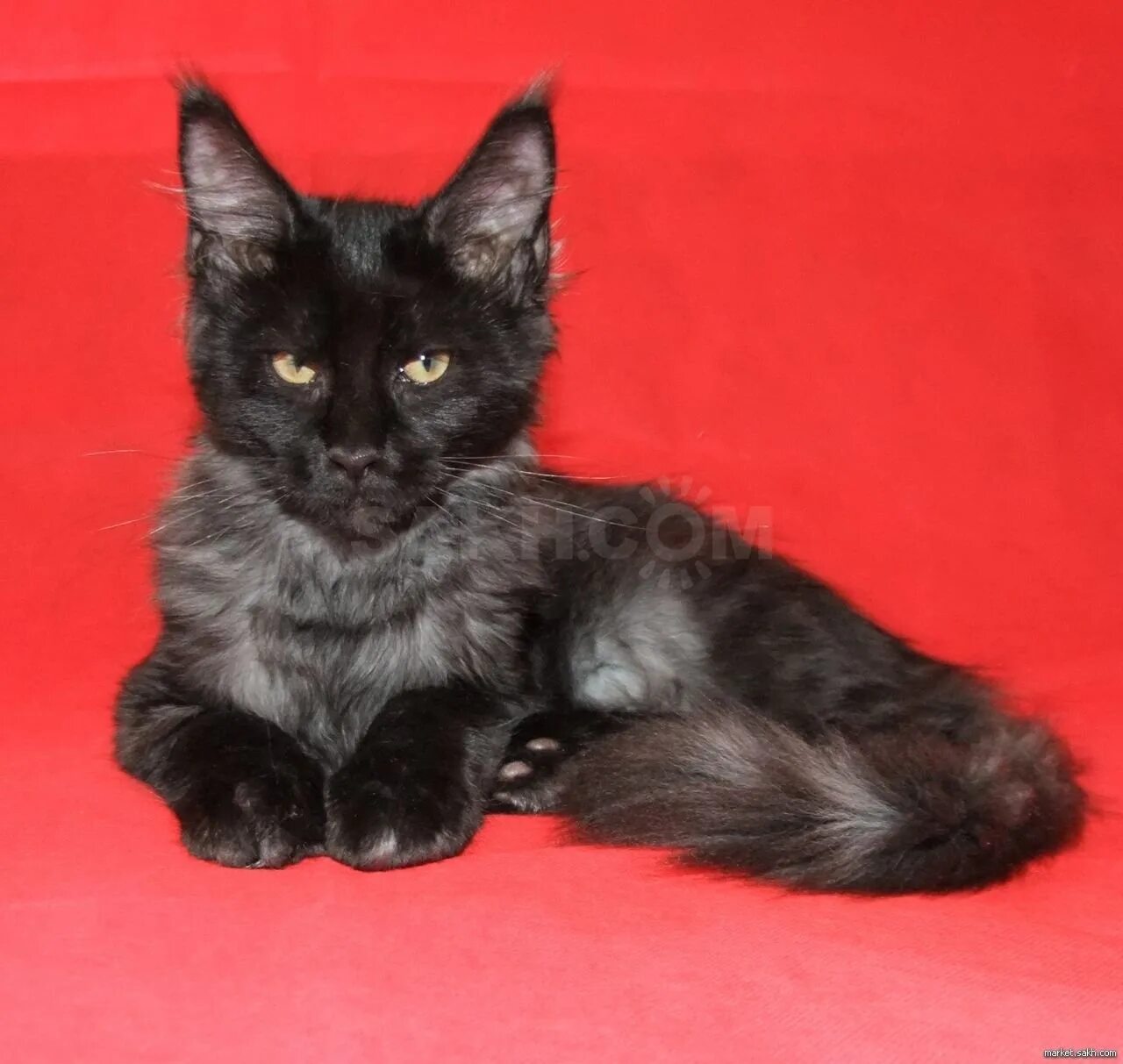 Female black smoke- Amelia of MarvelForest, 10 weeks ❣ ️Available ❣ for breed or 
