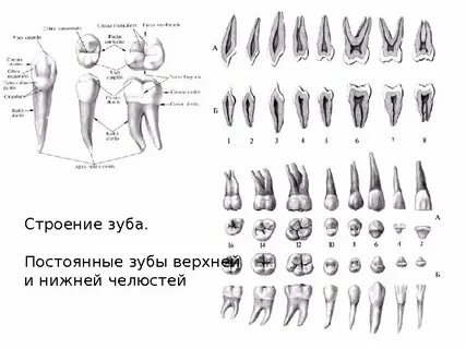 Частная анатомия