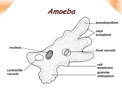 Эктоплазма у амебы