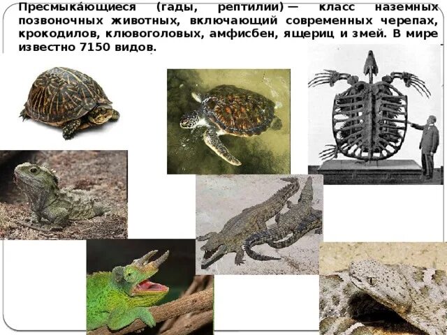 Крокодилов относят к классу