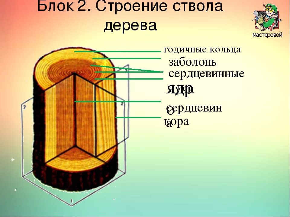Схема строения ствола хвойного дерева подпишите. Схема строения ствола хвойного дерева подпишите