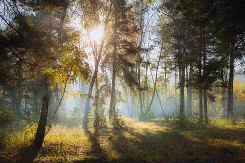 Солнечным светом залитый край родной
