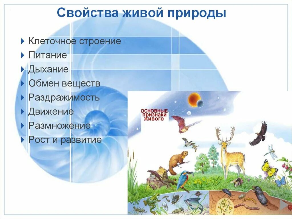 Свойство живого 6 класс. Свойства природы. Характеристика живых организмов. Характеристика живой природы. Признаки живого картинки.