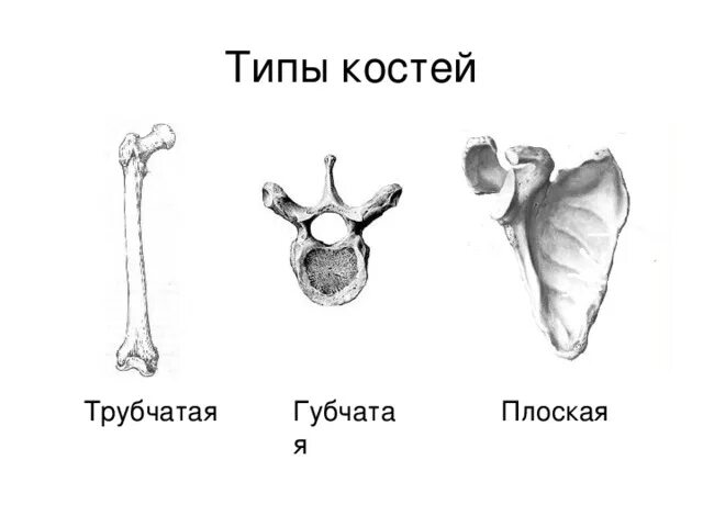 Трубчатые кости и губчатые кости. Типы костей губчатые трубчатые. Схема губчатой кости человека. Типы костей плоские трубчатые губчатые рисунки. Ребра трубчатые