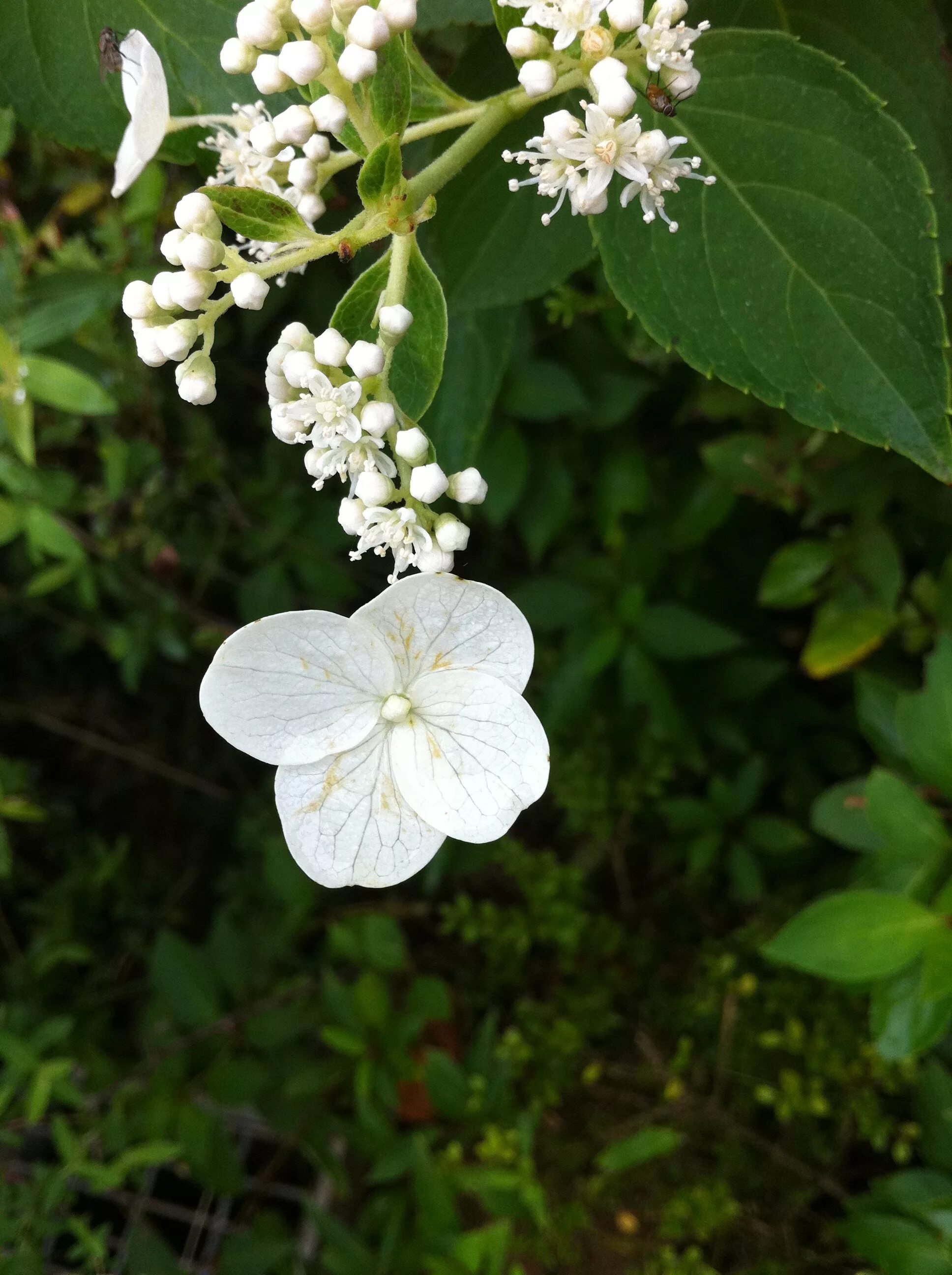 Растение с белым цветком. Растение с белыми цветами. Растение с белыми цветочками. Кустарник с белыми цветами 4 лепестка.