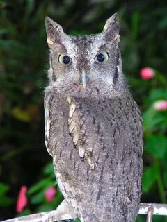Screech
