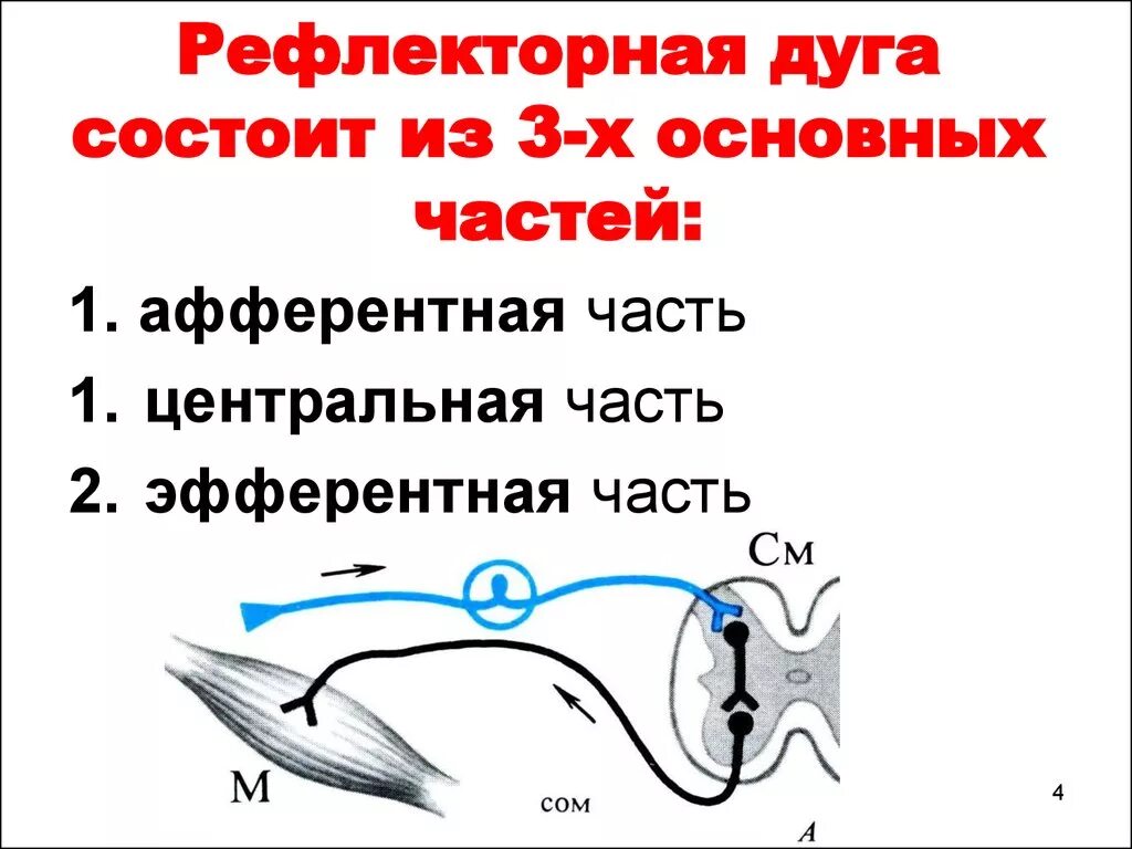 Изобразить схему рефлекторной дуги. Принципы строения рефлекторной дуги. Составные части рефлекторной дуги. Рефлекторная дуга и ее составные элементы. Пять компонентов рефлекторной дуги.