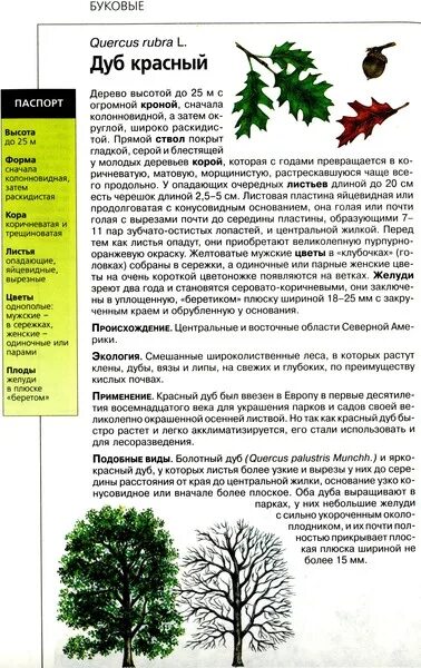 Петровские дубы сколько их. Что растет на дубе. Петровские дубы сколько их. Сообщение о дубе. Петровский дуб в летнем саду.