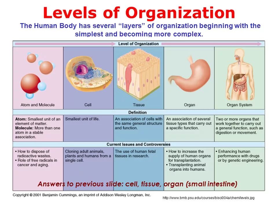 Human level. Cell Tissue Organ. Levels of Organization. Levels of Organization Cell to Tissues. The Structural Levels of the Human Organism.