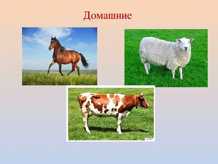 Конспект урока животные 1 класс. Животные 1 класс. Домашние животные окружающий мир. Домашние животные первый класс. Домашние животные для первого класса.