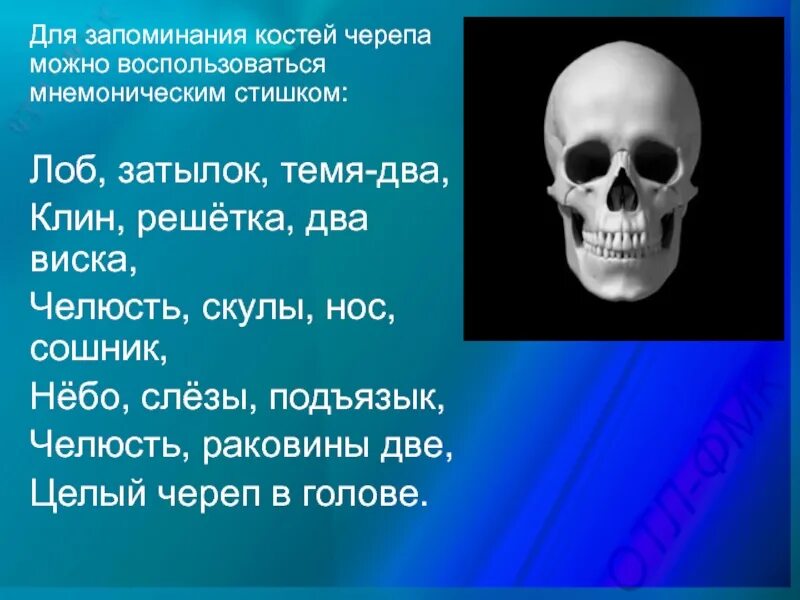 Стишок для запоминания костей черепа. Темя. Темя у человека где. Темя у человека для детей. Значение темени