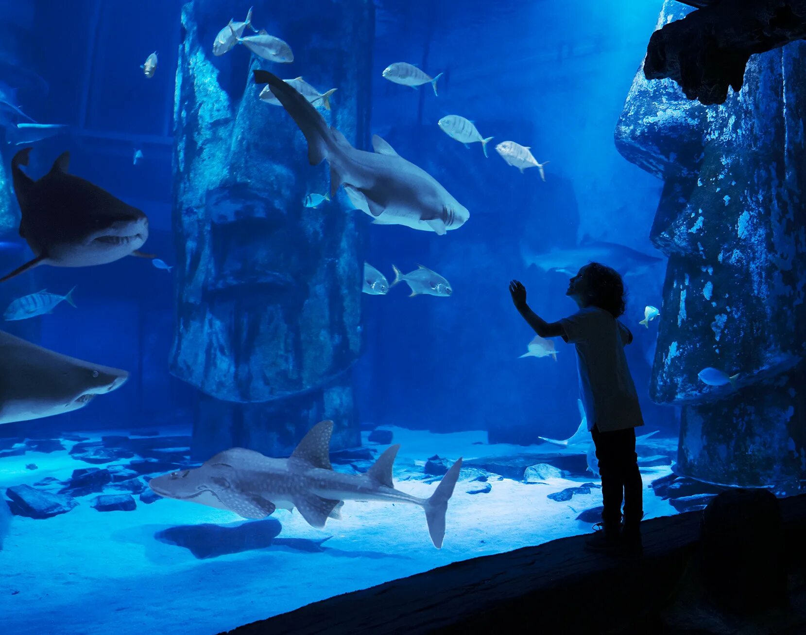 Океанариум sea life лондон. Лондонский аквариум гифки. Океанариум ганновера. Этажи аквариума sea life. Лондонский аквариум sea life.