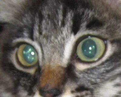 У кота один зрачок больше другого что