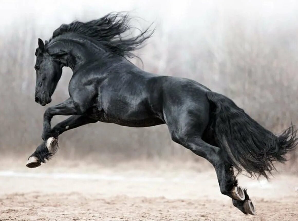 Про черного коня. Арабо Фризская лошадь. Брабус фризский жеребец. Фризская лошадь Буцефал. Фризская лошадь гнедая.