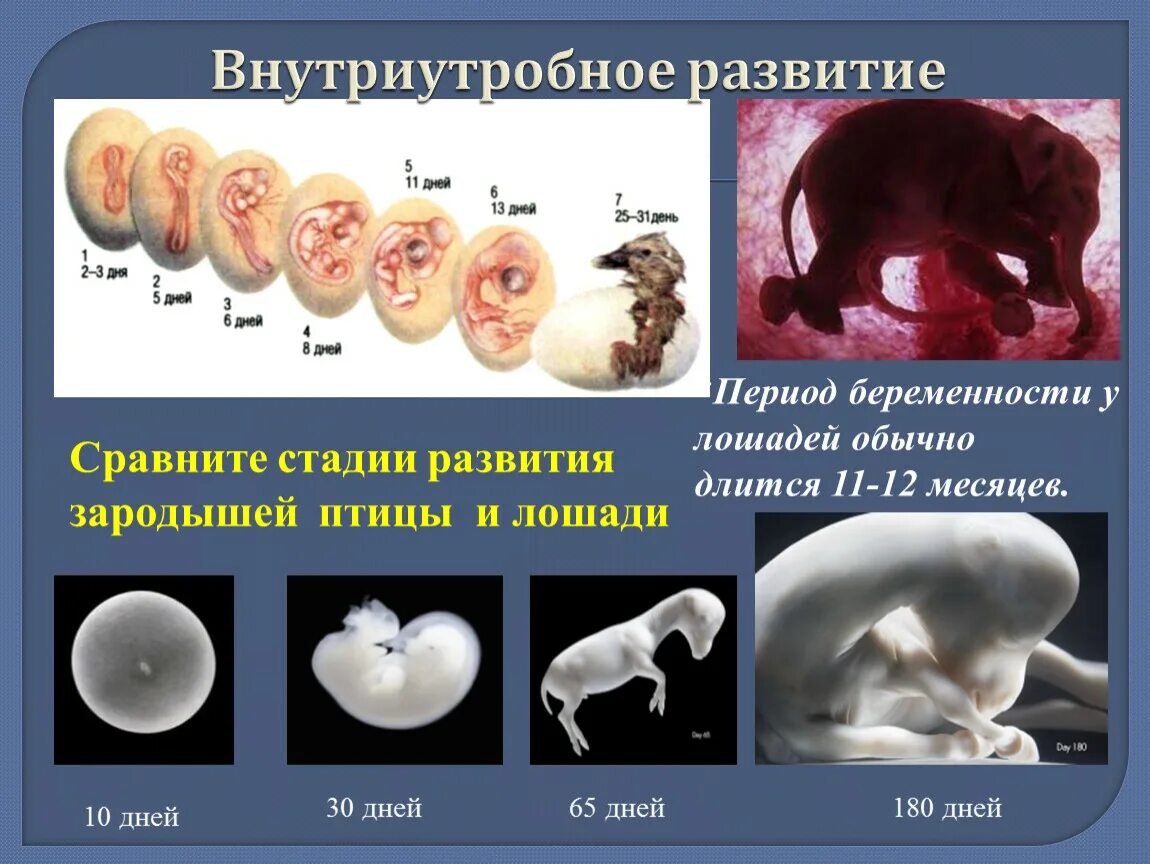 Где и как развивается плод млекопитающих. Зародыш эмбрион плод стадии. Эмбриональная стадия внутриутробного развития человека в неделях. Внутриутробное развитие зародыша млекопитающих. Периоды развития эмбриона животного.