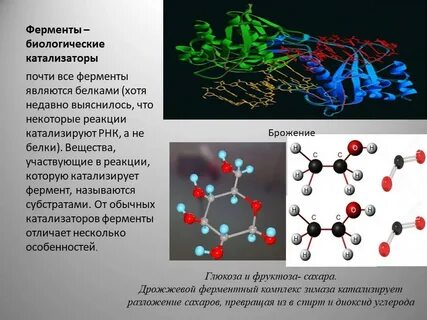 Роль катализаторов и ферментов