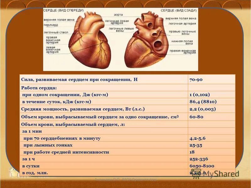 Лист группа органов