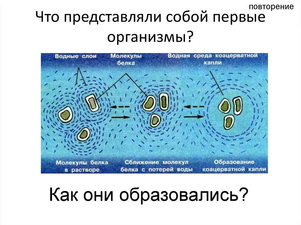 Коацерватная гипотеза. Теория коацерватных капель. Коацерватные капли. Коацерватные капли Опарина. Коацерватные капли характеристика.