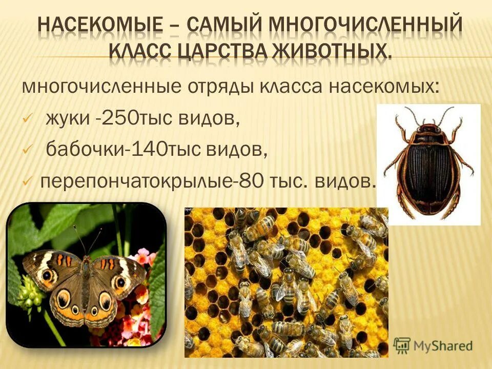 Самым многочисленным классом животных являются