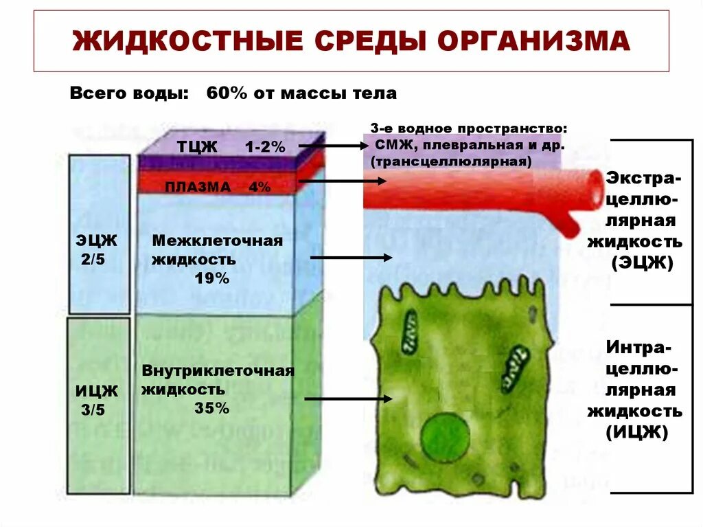 Межклеточная вода в организме