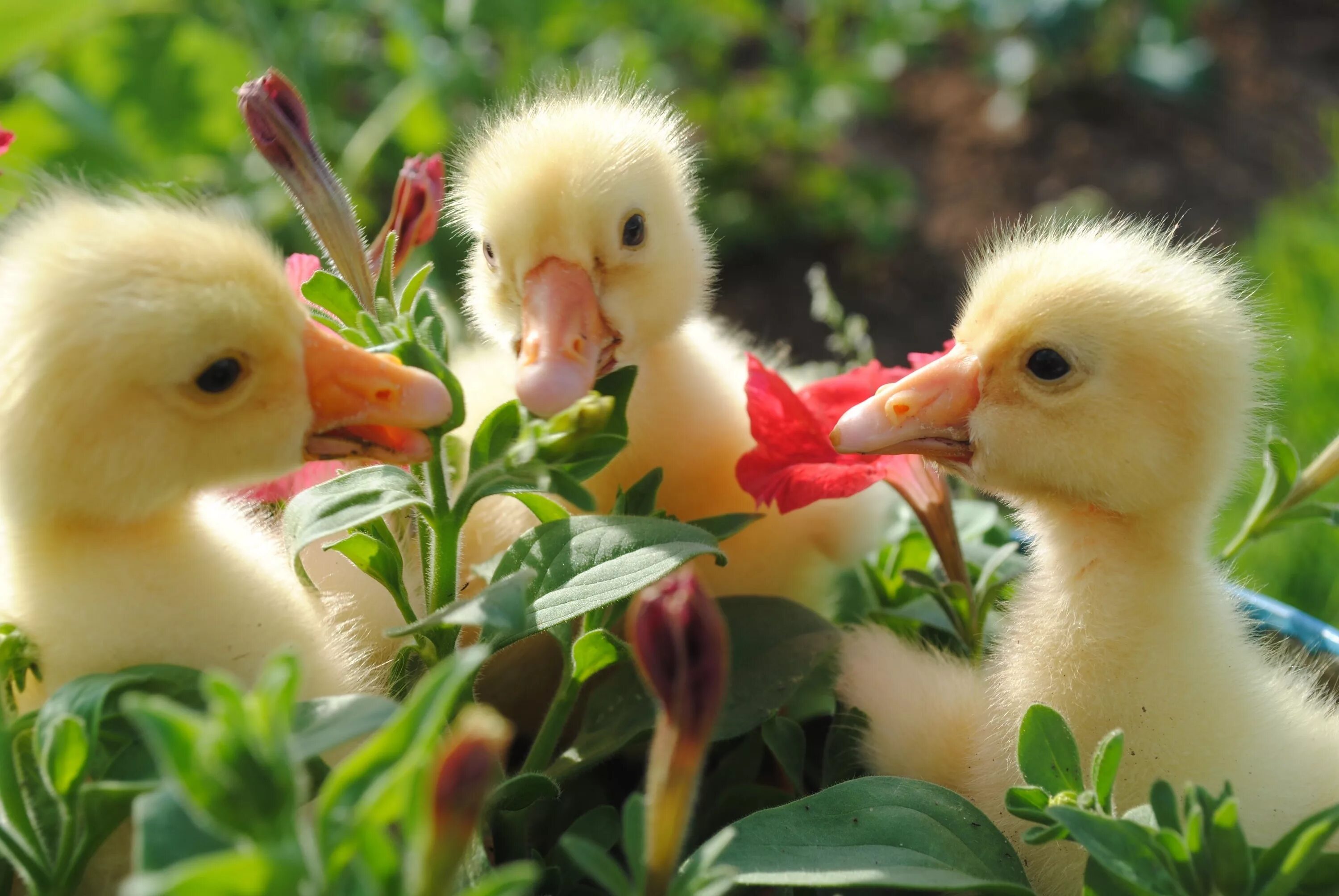 Resultado de imagen para animalesdomesticos Imagenes de animales, Animal domésti