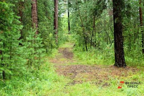 Арзамас лесная