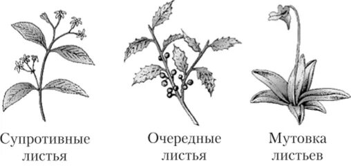 Сирень расположение листьев. Очередное листорасположение примеры. Супротивные листья. Супротивное расположение листьев.