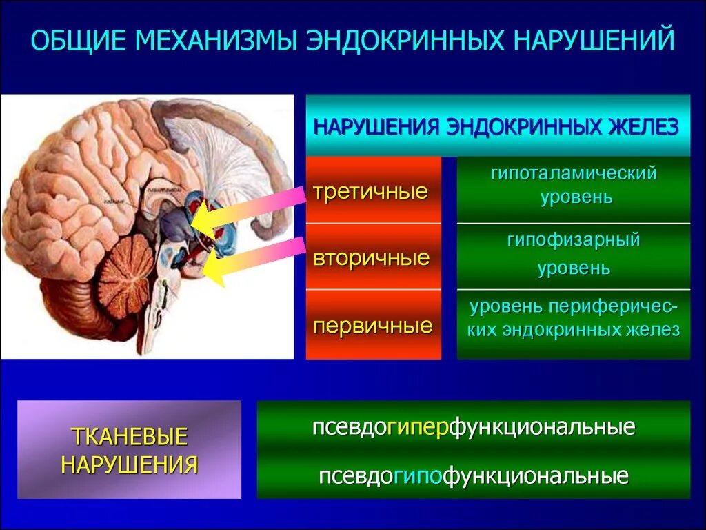 Нарушение функции желез внутренней секреции. Причины нарушений желез внутренней секреции.. Нарушение функций эндокринных желез. Нарушение работы желез внутренней секреции. Гормон центральной нервной системы