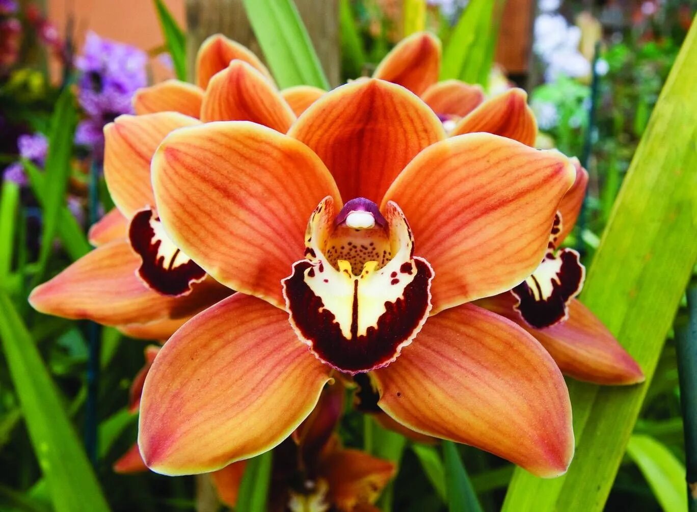 Орхидея Cymbidium. Цветок Цимбидиум. Королевский Цимбидиум. Фаленопсис Цимбидиум.