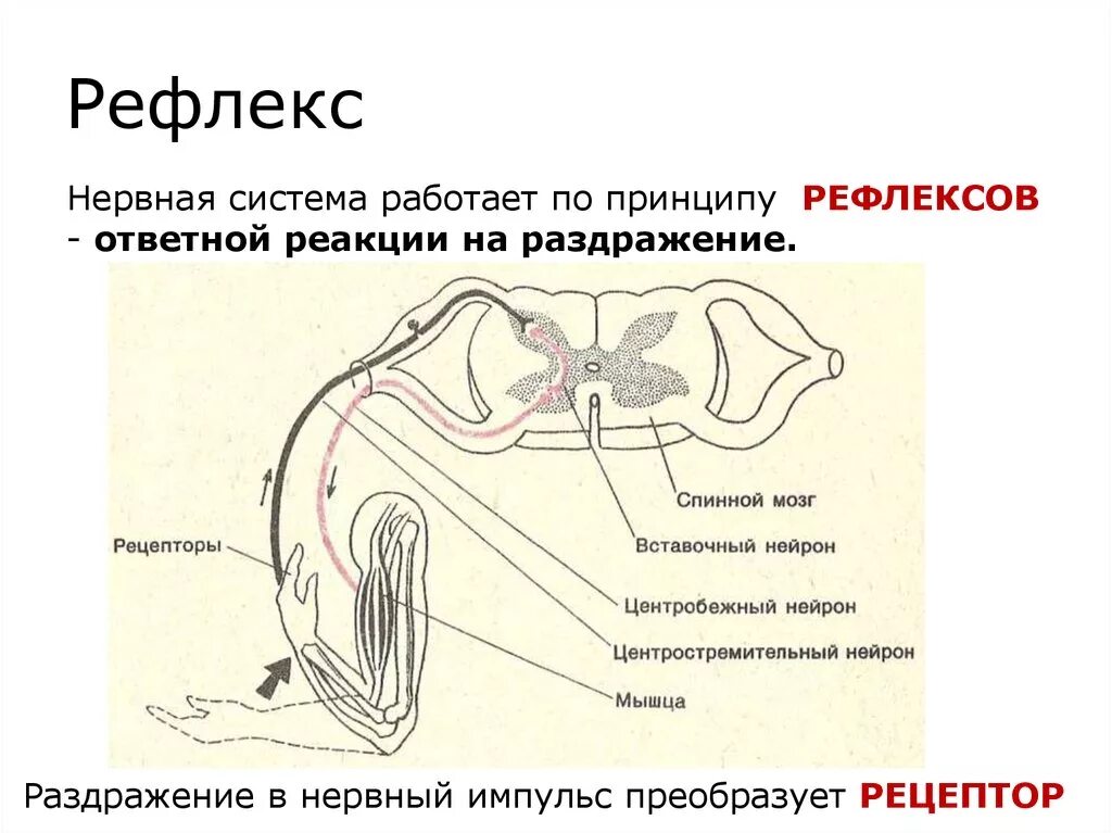 Нервы и рефлексы