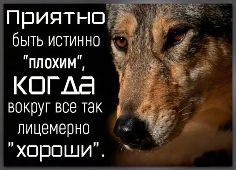 Существо цитаты. Лицемеры цитаты афоризмы. статусы про плохих людей. цитаты про лицемерных друзей. высказывания о лицемерных людях.
