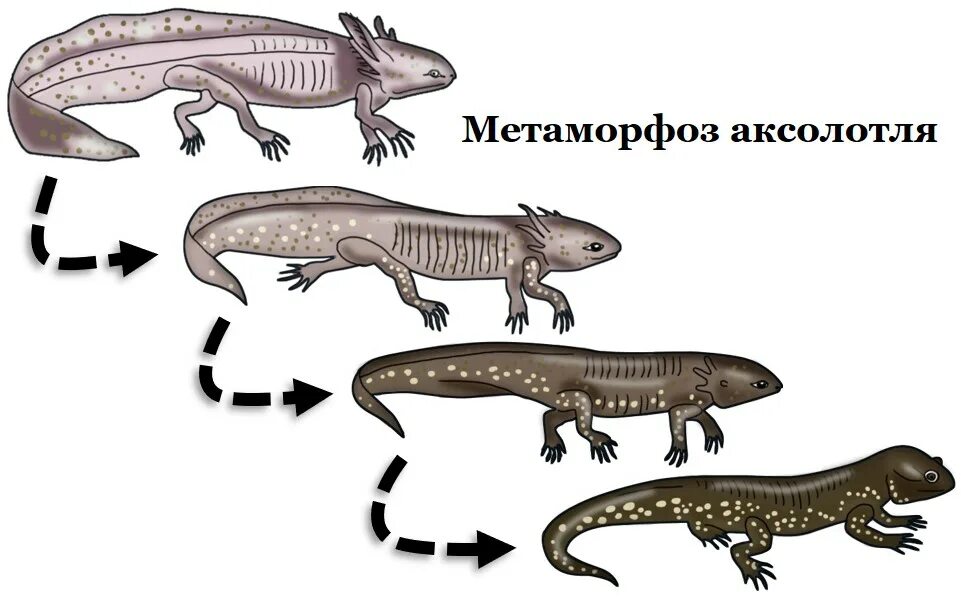 Метаморфоз ящерицы. Аксолотль саламандра взрослая особь. Метаморфоз аксолотля в амбистому. Саламандра амбистома аксолотль. Аксолотль ареал.