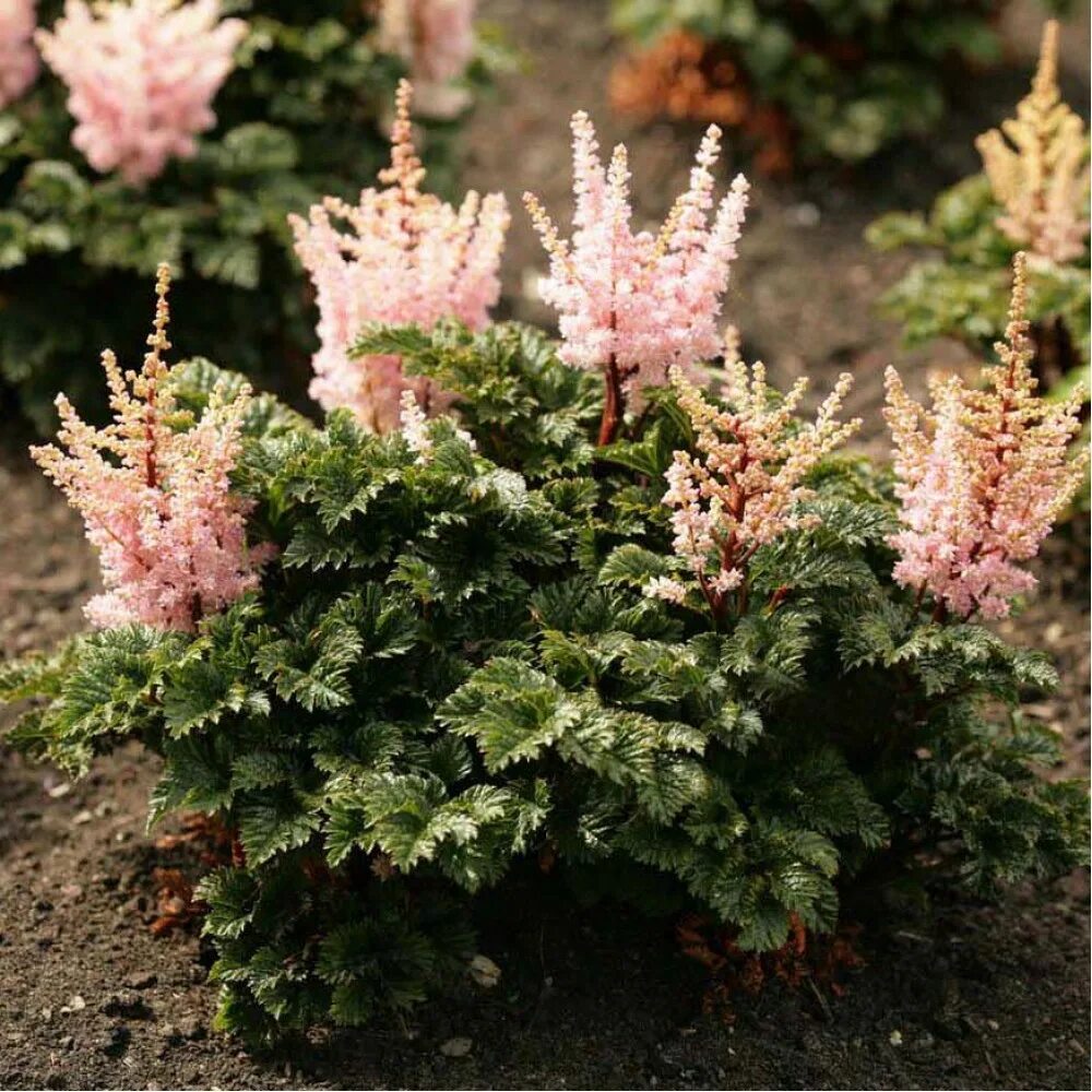 Астильба описание сортов. Астильба криспа (astilbe) lilliput. астильба курчавая перкео. астильба перкео. астильба курчавая liliput.