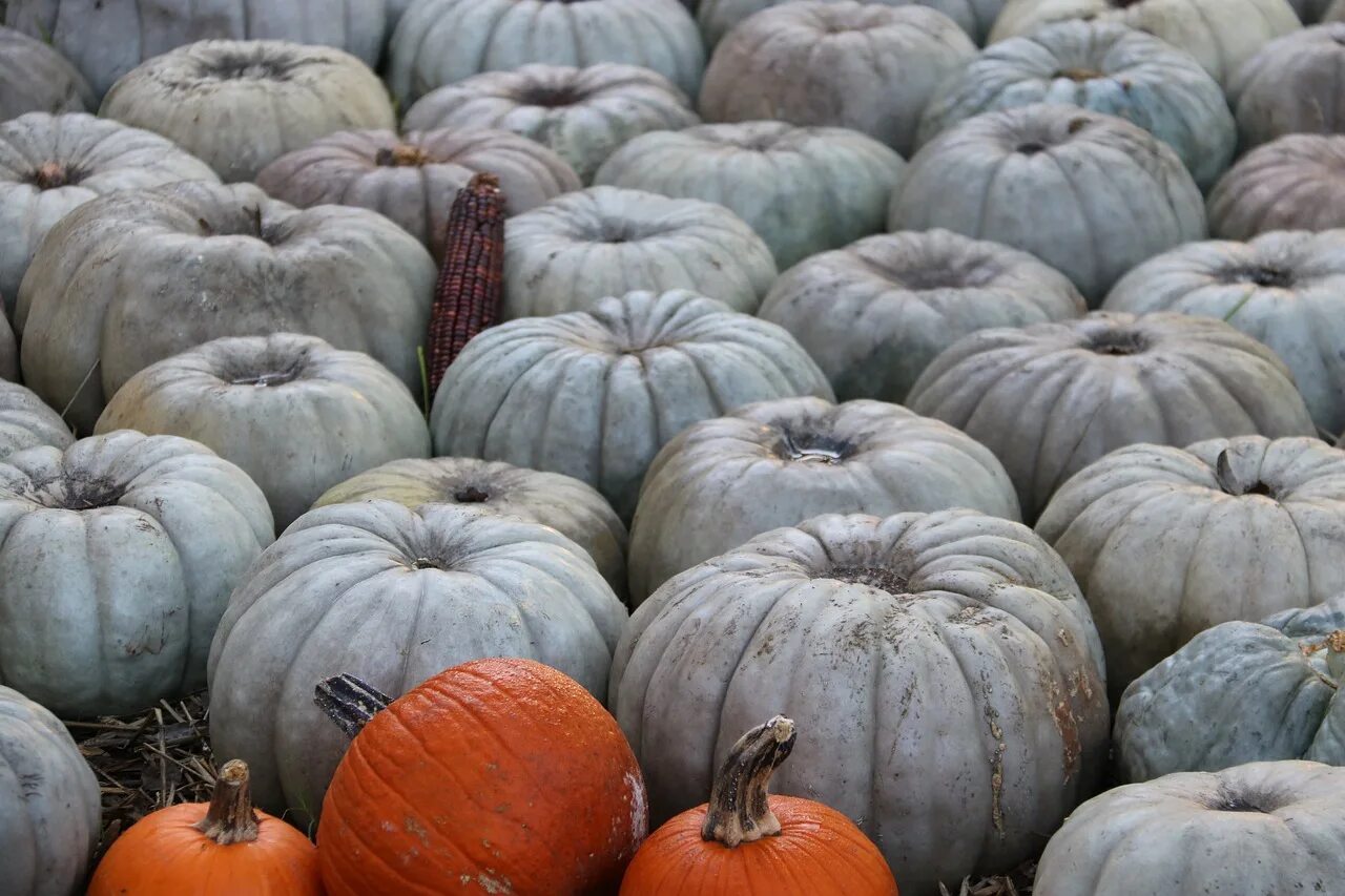 Тыква домашнему. Тыквы похожие на апельсин. Тыква домашнему. Тыква патиссон. Тыква разные сорта.