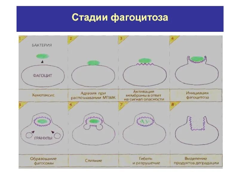 Стадии фагоцитоза активация мембраны. Схема этапов хемотаксиса и фагоцитоза. Стадии фагоцитоза.