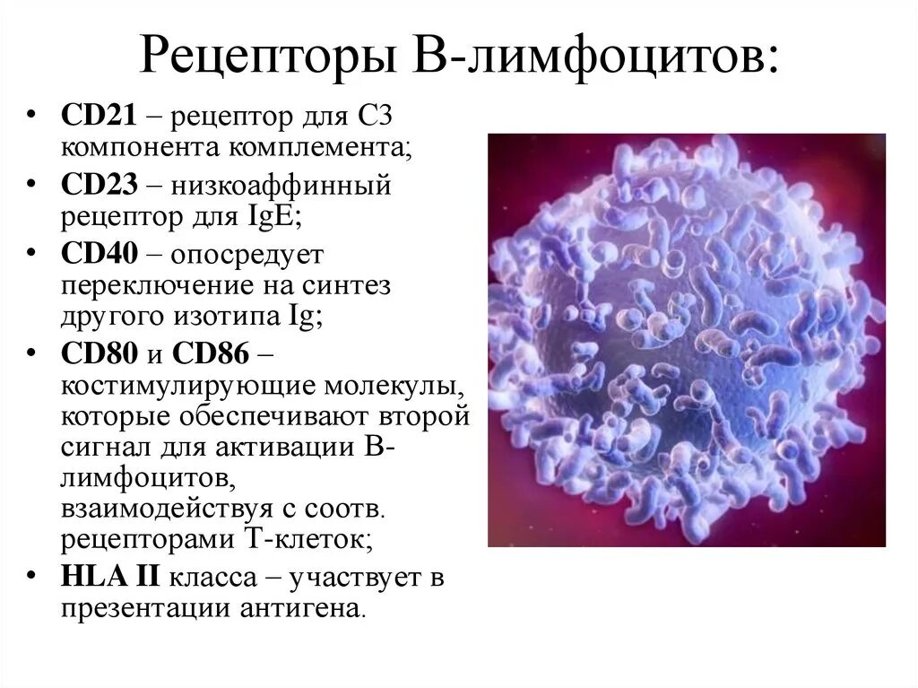 Иммуноглобулин в лимфоциты. В-лимфоциты классификация, рецепторный аппарат.. Характеристика рецепторов b лимфоцитов. Рецепторный аппарат б лимфоцитов. Строение рецептора t лимфоцитов.