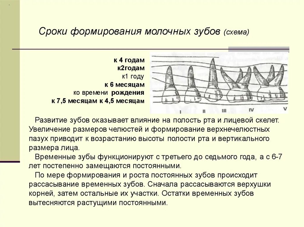 Непрерывно корень. Формирование временных зубов. Сроки формирования молочных зубов.