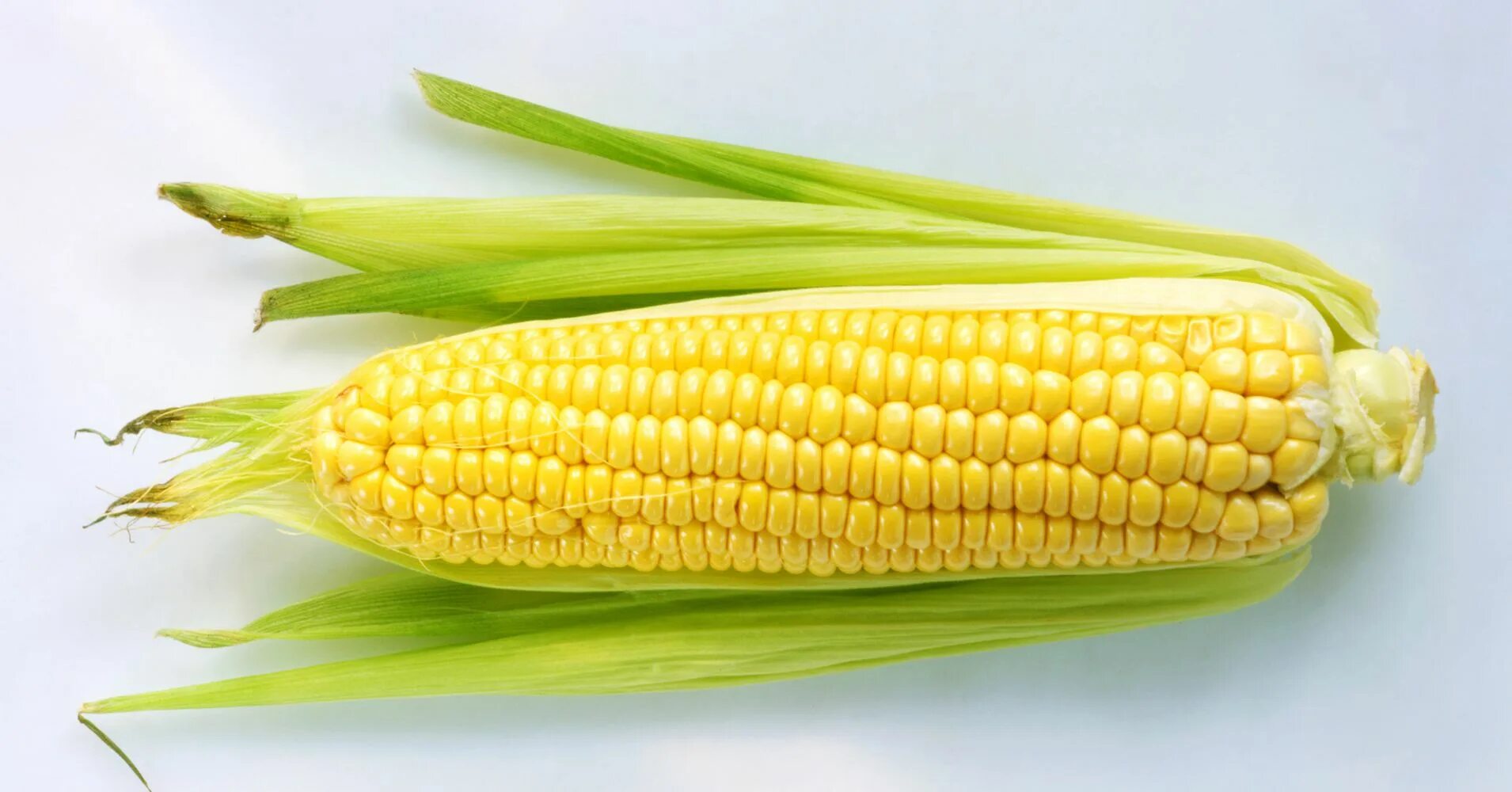 1 початок. Сорта кукурузы Хаджинова. Молочная кукуруза в початках. Початки семенной кукурузы. Кукуруза одна.