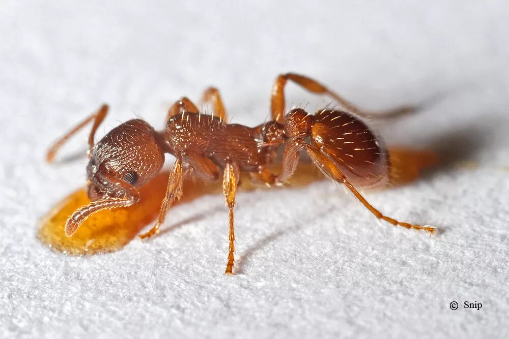 Рыжий муравей питание. Муравьи Myrmica rubra. Рыжая мирмика муравей. Муравей Восточный лиометопум. Определитель муравьев Формика.