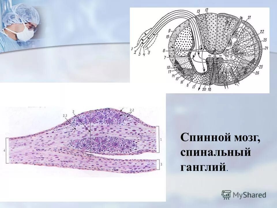 Спинномозговой узел ганглий окраска гематоксилином-эозином. Нервные клетки межпозвоночного ганглия препарат гистология. Спинной ганглий гистология препарат. Вегетативный автономный узел гистология. Строение спинномозгового ганглия.